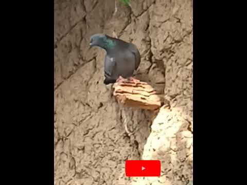 Video pigeon on a mud hut ❤️❤️ #youtubeshorts - youtube
