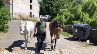 Náš fanoušek Václav u koní 🐎 Kovář ❊ Inhalace ❊ Výběh ❊ Krmení ⎮VLOG