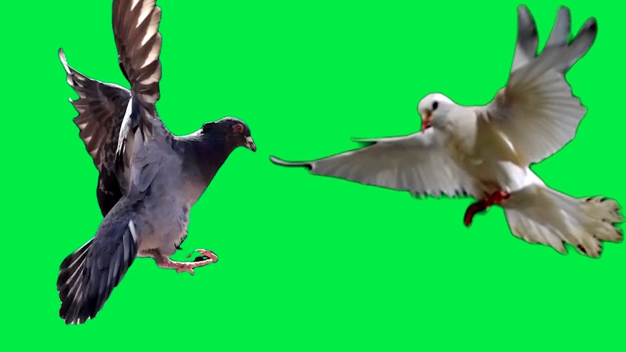 REAL Pigeon Flying 🌳Green Screen (TOP 8 Video)