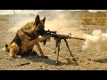 Kisi bhi tank ko uda sakta hai ye armydog  filmmovie explained in hindiurdu  movie story