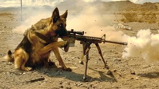 Kisi Bhi Tank Ko Uda Sakta Hai Ye Army Dog Filmmovie Explained In Hindiurdu Movie Story