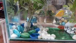 Gwapitas Little Fish Tank