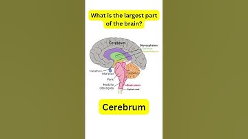 What is the largest part of the brain? #brain #anatomy