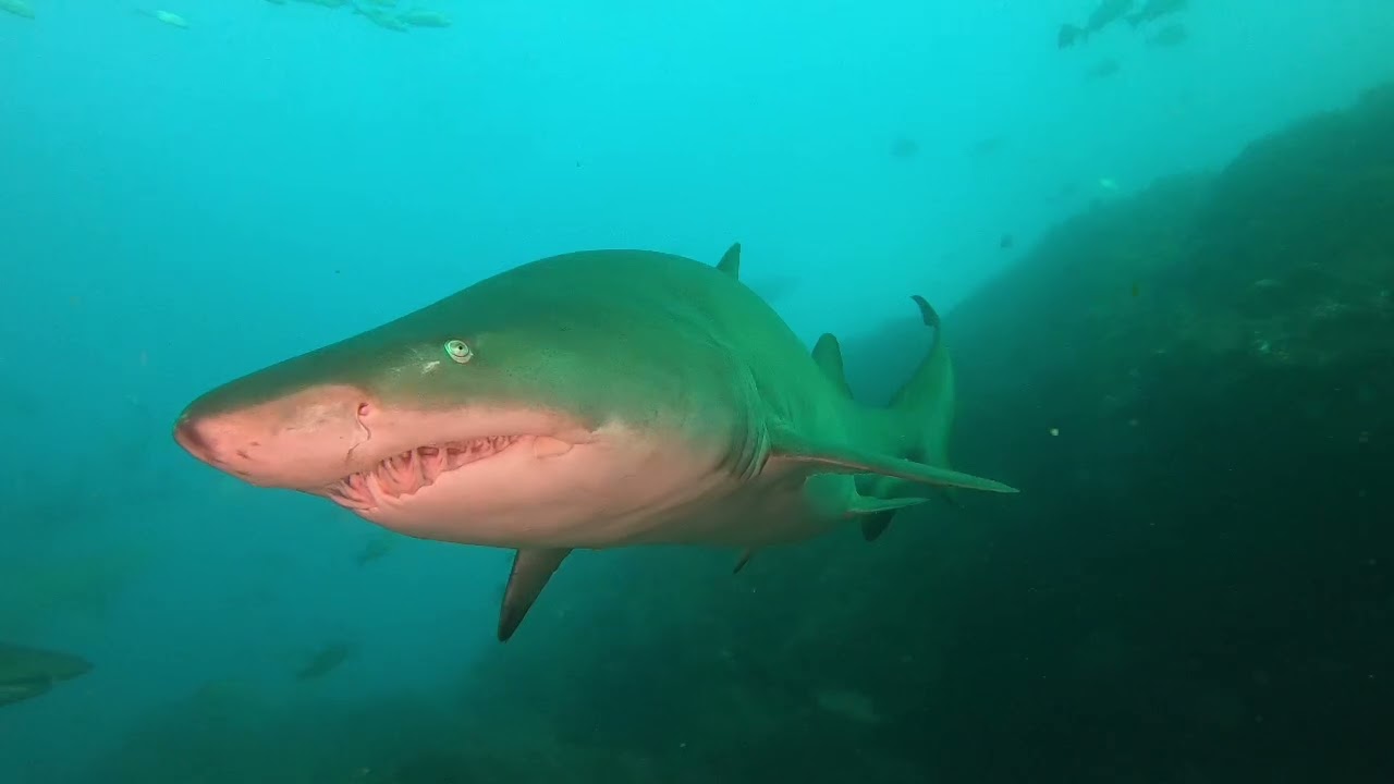 Grey Nurse Shark 