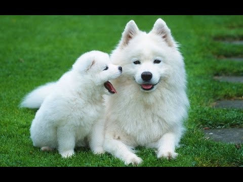 Video 10 Giống Chó Đẹp Nhất Thế Giới - youtube