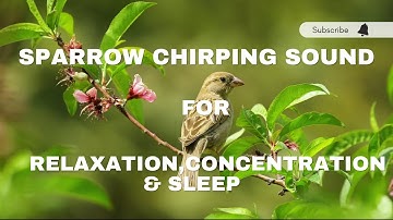 Sparrow Chirping Sound | 2 HOURS | Sound For Sleep,Relaxation ,Meditation, White Noise,Concentration