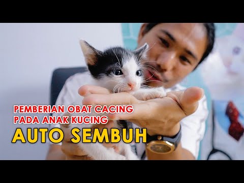 Video: Bilakah anak kucing dihilangkan cacing?