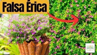 Como plantar Falsa Érica (Cuféia) NA PRÁTICA | Canteiros | Jardineiras | Vasos | Floreiras