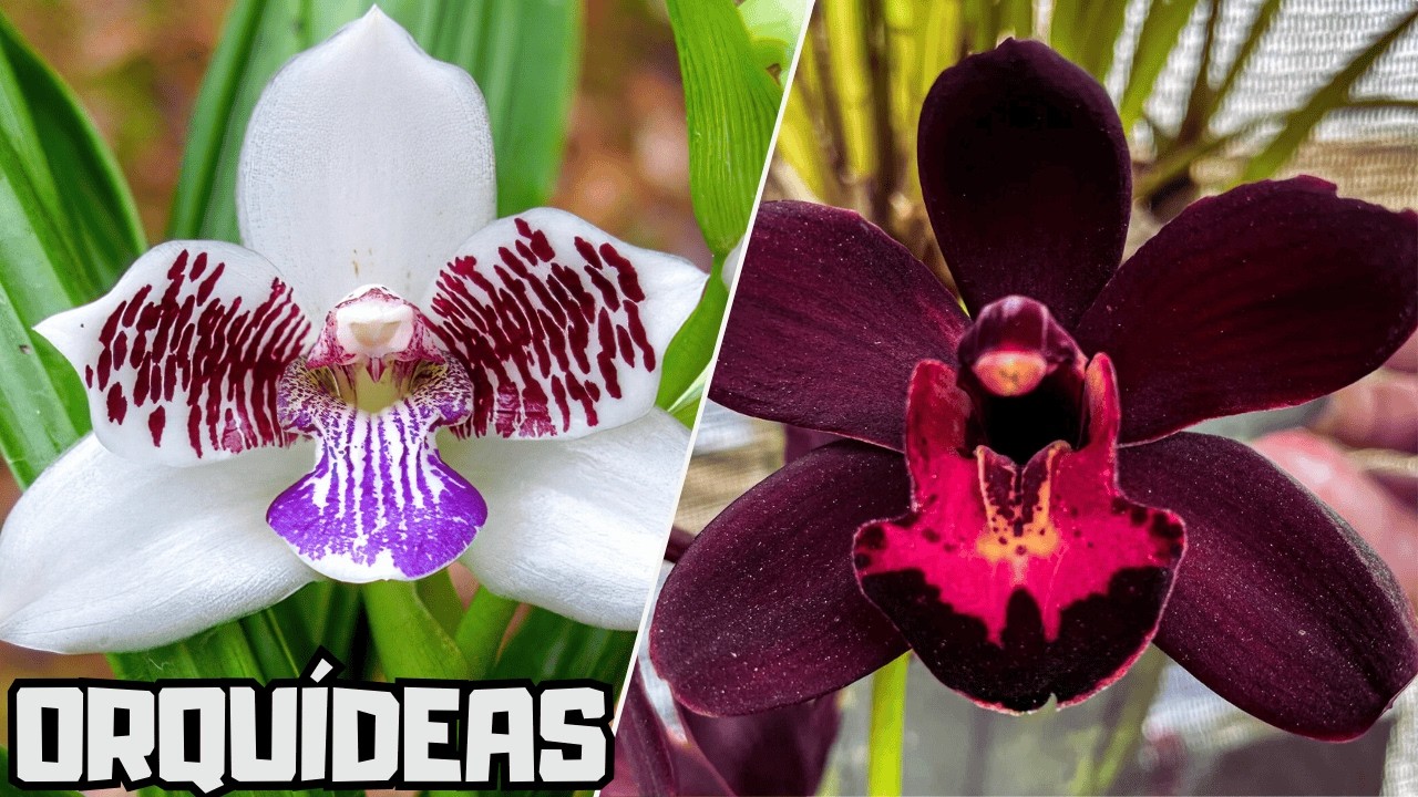 10 ORQUÍDEAS RARAS NATIVAS DO BRASIL MAIS LINDAS