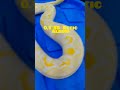 Albino SD Retic Up Close 🔥🐍 #exoticpets #snake #reptiles #inthelab