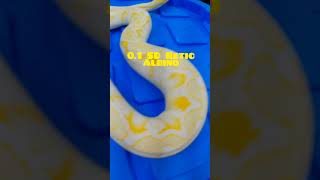 Albino SD Retic Up Close 🔥🐍 #exoticpets #snake #reptiles #inthelab