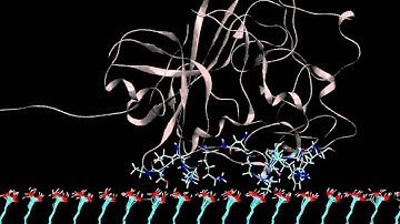 protein adsorption on COOH surface
