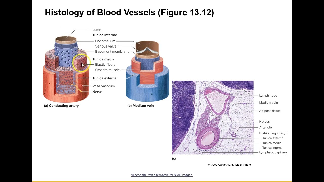 Layers of Blood Vessel Walls Video