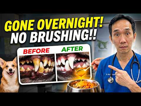 If You Add THIS To Dog Bowl…Plaque & Tartar Vanishes within 24 hours