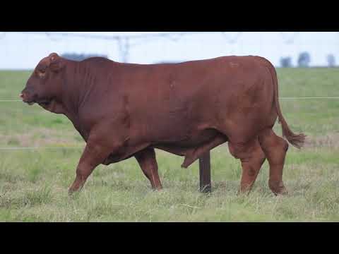 LOTE 40  BASCO CAUTIVO E3077