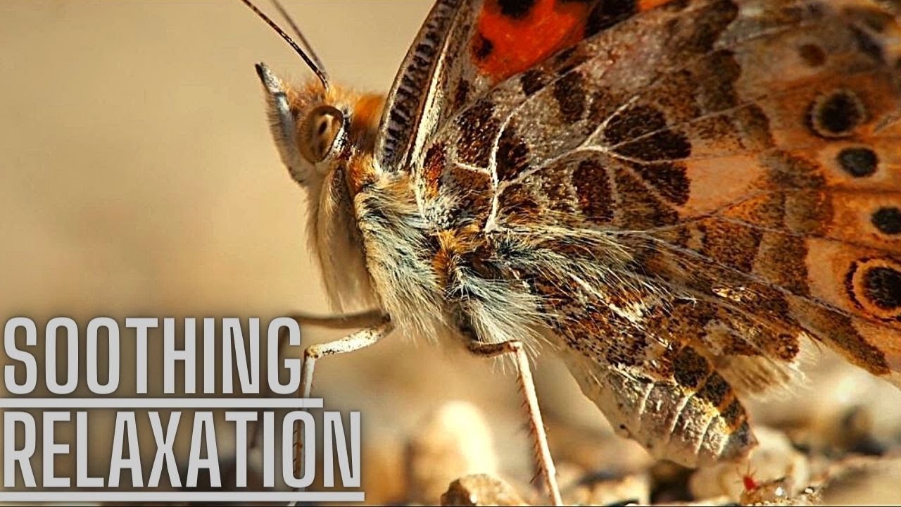 Relaxing sleep music -- with beautiful insects butterflies and moths |calm soothing ambient music|