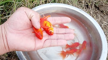 tìm bắt cá cảnh vàng ở vũng nước cạn ở cánh đồng bỏ hoang