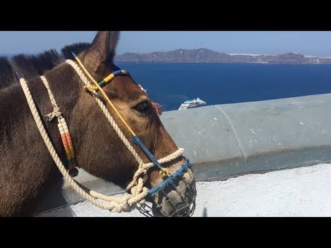 Vidéo: Les ânes De Santorin Verront Leurs Charges Soulevées Avec De Nouvelles Lois