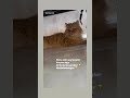 #cat #catvideos #cat #cat #funny  #reels #catvideos