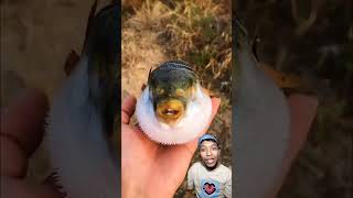 Funny Dubbing || Puffer fish makes you feel cute 😀