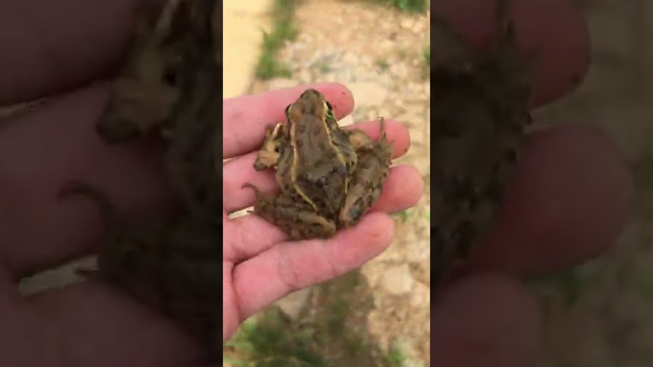 Pickerel frog catch!! 