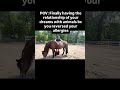 I reversed my horse allergy. This is what that looks like