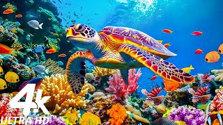 Лучший аквариум 4K — самые красивые рыбы в мире, лучший подводный побег