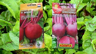 How to plant beet seeds in open ground. Beet Seed Soaking