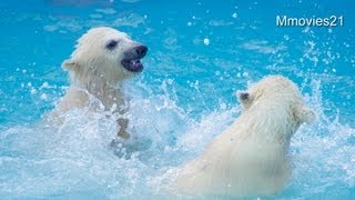 Pool Debut〜双子のホッキョクグマ プールデビュー(2013年4月20日(土))