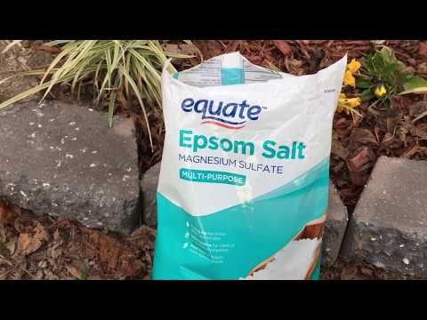 Video Epsom salt có công dụng gì cho cây? NT#6 - youtube