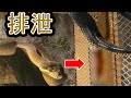 ヘビの排泄映像4連発‼️
