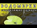 ВОДОМЕРКИ - Скользящие по воде