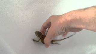 Beardie Bath
