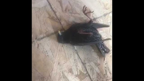 Relaxing bird hits window, looks ok - 988052