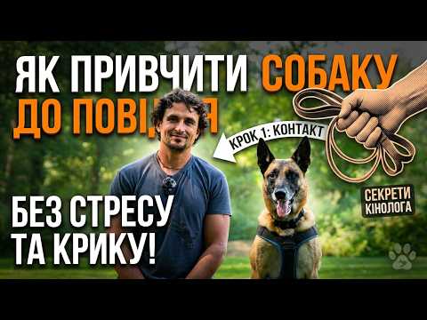 How to Leash Train Your Dog
