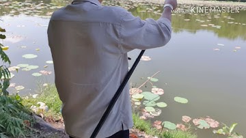 vlog|câu cá rô phi bằng mồi khoai lan nhồi trứng kiến