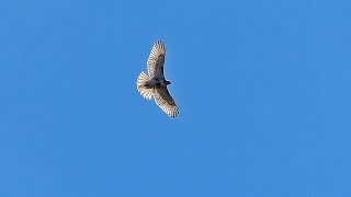 Hawk Circling Overhead