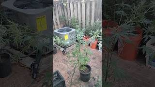 JUST SUPERCROPPED THIS MONSTER ANIMAL CANDY EARLY 8TH WK OF VEG LETS GROW!🔥🥇🏆💪🏿✌🏿