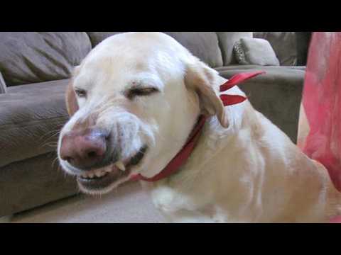 Here's Why You Need A Dog In Your Life 😂 Funny Animal Videos!