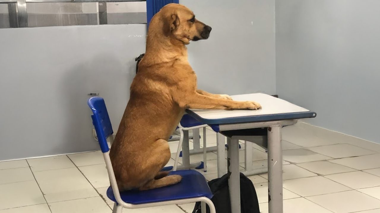 Here's Why You Need A Dog In Your Life 😂 Funny Animal Videos!