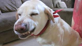 Here's Why You Need A Dog In Your Life 😂 Funny Animal Videos!