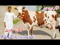 Khokhar Dairy Farm | Top Class Red Friesian Cows | Jersey Cholistani Cross Cow | Pk Janwar Mandi 