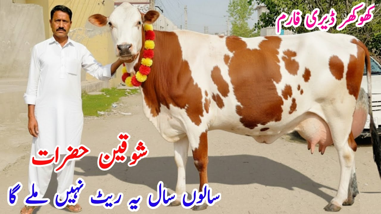 Khokhar Dairy Farm | Top Class Red Friesian Cows | Jersey Cholistani Cross Cow | Pk Janwar Mandi 