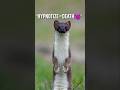 “HYPNOTIZE करके मारता है ये 😳💀 | Stoat Dark Secret”facts#stoat #hypnotize #animalfacts #hypnotix