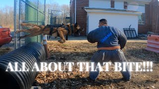 Police K9 Training Patrol dog school; Its all about that bite!