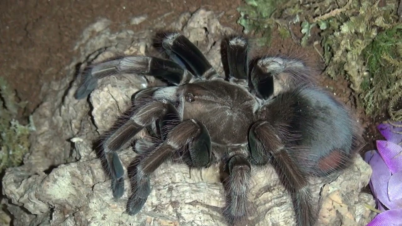 Lady Mosag getting roach  - Pamphobeteus sp. mascara
