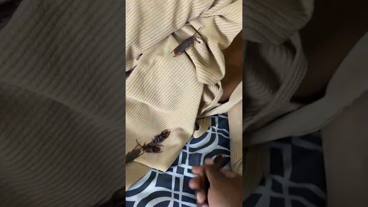 Roach Prank On My Girlfriend 🤣🤣 