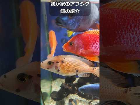 アフリカンシクリッドの餌を紹介します!稚魚から成魚まで #アフシク #シクリッド #水槽 #アクアリウム #diy #稚魚 #幼魚 #成魚 #若魚