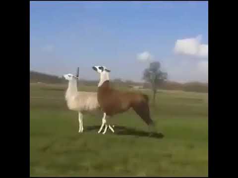 Lama Tanz