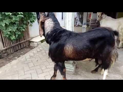 Kambing jawa randu murah meriah... 